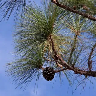 thumbnail for publication: Common Pines of Florida